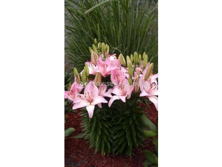 Лилиум asiatic Marlene / 1 бр