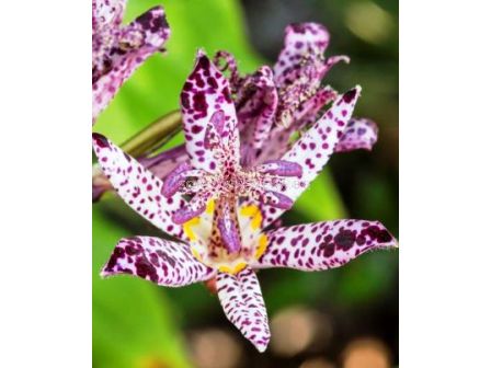 Орхидея - Tricyrtis purple beauty - 1бр