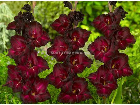 Гладиол Gladiolus Black Surprise 1 бр