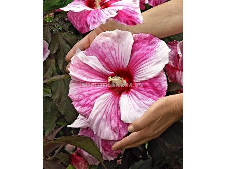 Хибискус XXL /Hibiscus XXL Koper King/-1 корен