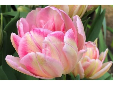 Лале /Tulip Peach Blossom/ 11/12