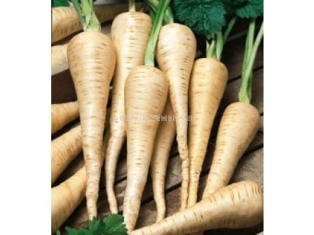 Семена Пащърнак 1кг - sortovisemena.bg Семена Пащърнак 1кг