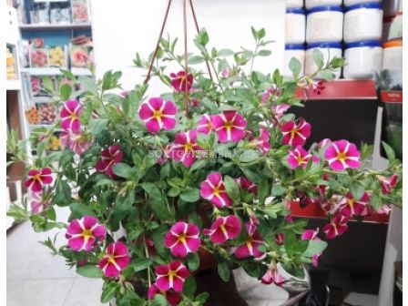 Калибрахое (мини каскадна петуния-разсад) - 1бр - 2