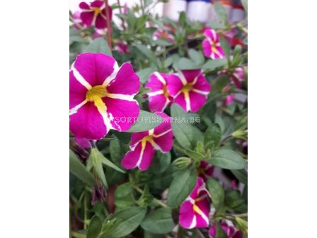 Калибрахое (мини каскадна петуния-разсад) - 1бр - 3