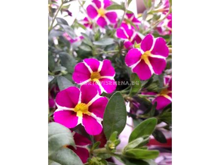 Калибрахое (мини каскадна петуния-разсад) - 1бр - 1