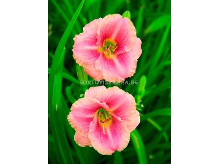Хемерокалис  LITTLE ANNA ROSA / 1 бр