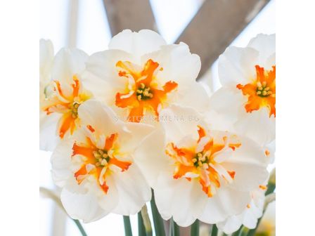 Нарцис /Narciss 'Broadway Star'/ 1 бр