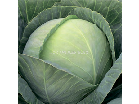 Семена за зеле Thomas F1 - BJ-1000 семена 