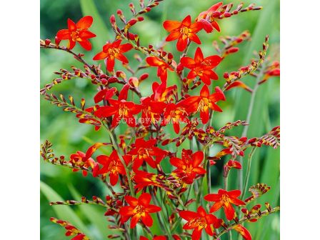 Крокосмия /Crocosmia 'Emberglow'/