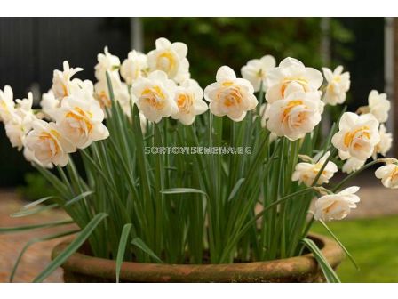 Нарцис /Narcissi double 'Bridal Crown'/ 