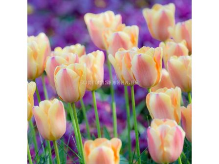 Лале /Tulip ''Apricot Foxx'/ 1 бр