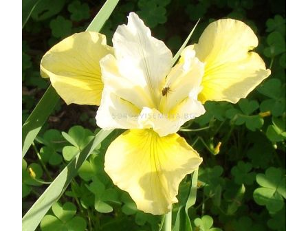 Ирис / Iris Siberica Summer Revels / 1 бр - sortovisemena.bg Ирис / Iris Siberica Summer Revels / 1 бр