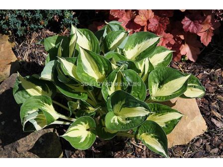 Хоста /HOSTA PATHFINDER	/ 1 бр - sortovisemena.bg Хоста /HOSTA PATHFINDER	/ 1 бр