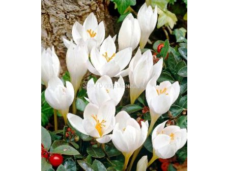 Минзухар (Crocus) speciosus Albus - 1бр