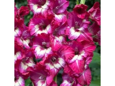 Гладиол Gladiolus Jo Jo 1 бр