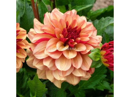 Далия decorative Creme de Cognac - 1 бр. - 1