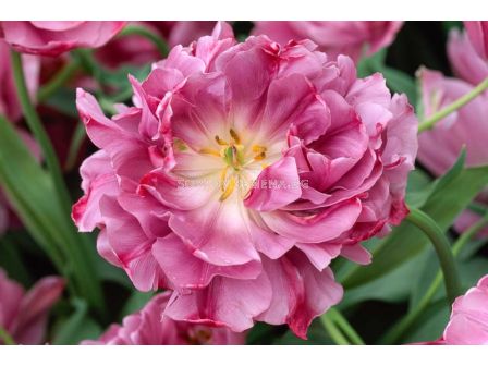 Лале Double Lilac Perfection 1 бр