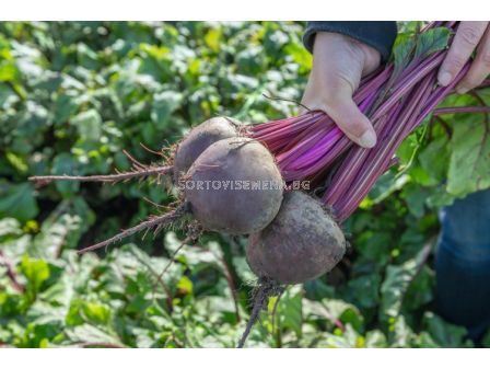 Семена за червено цвекло Bettollo F1 - BJ 