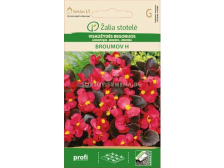Бегония  Брумов червена Хибрид / BEGONIA SEMPERFLORENS, BROUMOV / SK - 50 семена - sortovisemena.bg Бегония  Брумов червена Хибрид / BEGONIA SEMPERFLORENS, BROUMOV / SK - 50 семена