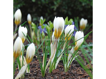 Минзухари  / Crocus chrysanthus 'Snowbunting' / 1 бр