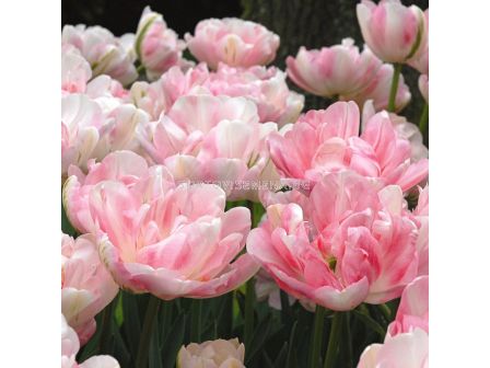 Лале /Tulip FINOLA/ 1 бр