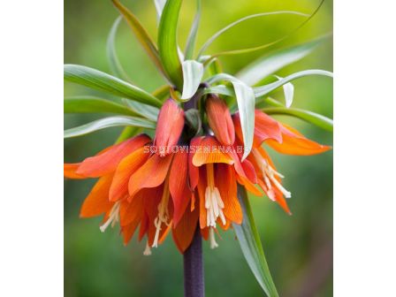 Фритилария /Fritillaria imperialis 'Orange Beauty''/ 1 бр