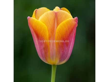 Лале /Tulip Orange Dynasty' 11/12