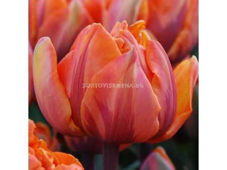 Лале /Tulip Orange Princess/ 11/12