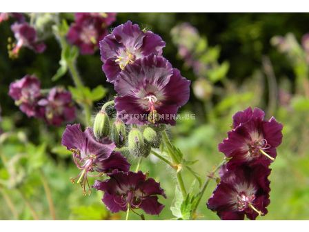 Здравец / Geranium phaeum / 1 бр