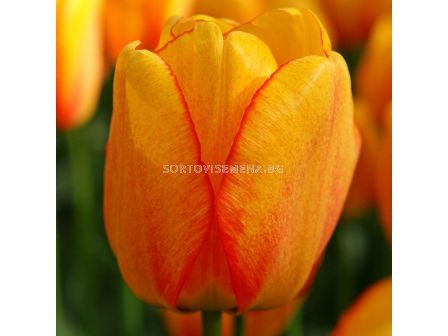 Лале /Tulip Blushing Apeldoorn/ 10/11