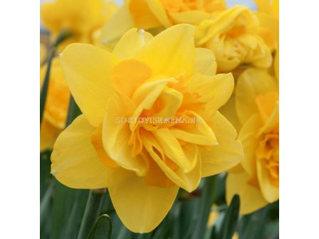 Нарцис/ DOUBLE NARCISSUS Queensday  - 1 бр.