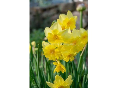 Нарцис Tripartite/ 1 бр