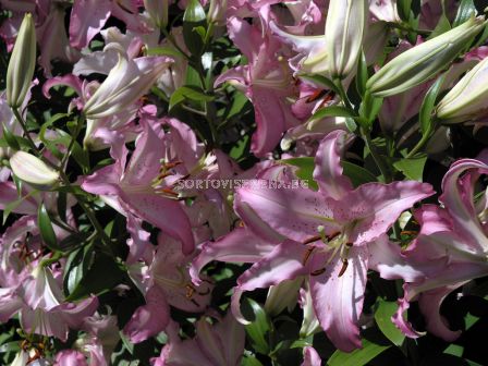 Лилиум  есенен Touch-1 оп ( 2 луковици )