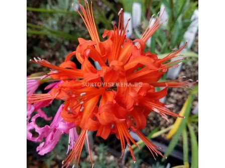 Нерине оранж /Nerine sarniensis 'Major'/ 1 бр - sortovisemena.bg Нерине оранж /Nerine sarniensis 'Major'/ 1 бр