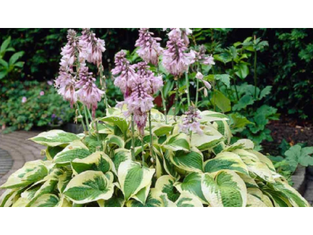 Хоста / Hosta Wide Brim / 1 корен 