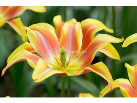 Лале Ballade Orange 1 бр - sortovisemena.bg Лале Ballade Orange 1 бр