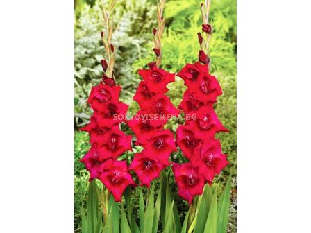 Гладиол (Gladiolus) Cayenne
