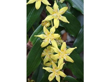 Орхидея - Трициртис / Tricyrtis Yellow / 1 бр