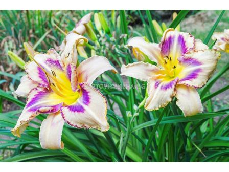 Хемерокалис Предназначен да вижда / Hemerocallis Destined to see / 1 бр