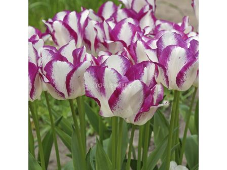 Лале /Tulip 'Affaire'/ 1 бр