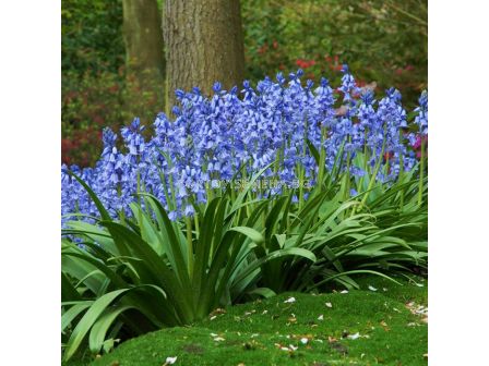 Лъжезюмбюл /Hyacinthoides Hispanica Blue/ 1 бр