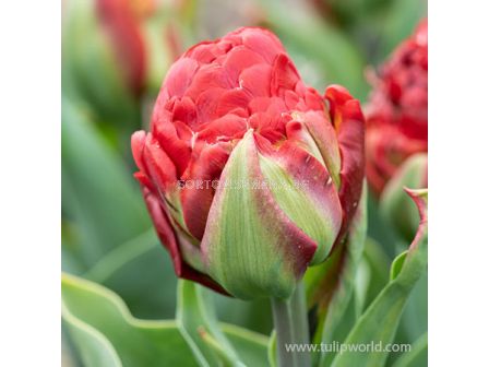 Лале double late Ice Cream Strawberry - 1 бр. - 2