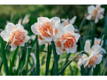 Нарцис Delnashaugh