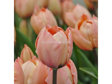 Лале /Tulip Salmon van Eijk/ 11/12