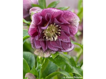 Кукуряк / Helleborus Double Ellen Red / 1 бр