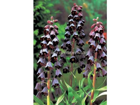 Фритилария /Fritillaria persica 'Adiyaman''/ 1 бр