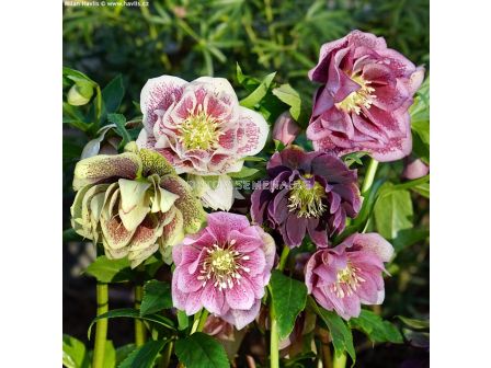 Кукуряк микс -  Helleborus Double Ellen Mixed - 3 бр. - 1