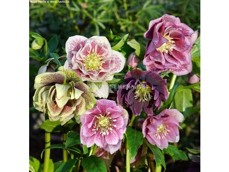 Кукуряк микс -  Helleborus Double Ellen Mixed - 3 бр.