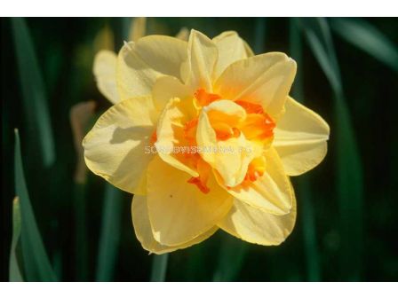 Нарцис /Narcissi double 'Texas'/