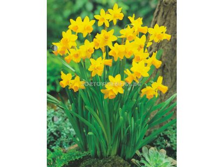 Нарцис /Narcissus cyclamineus Tête-à-Tête'/ 1 бр